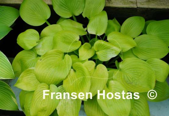 Hosta Glad Tidings